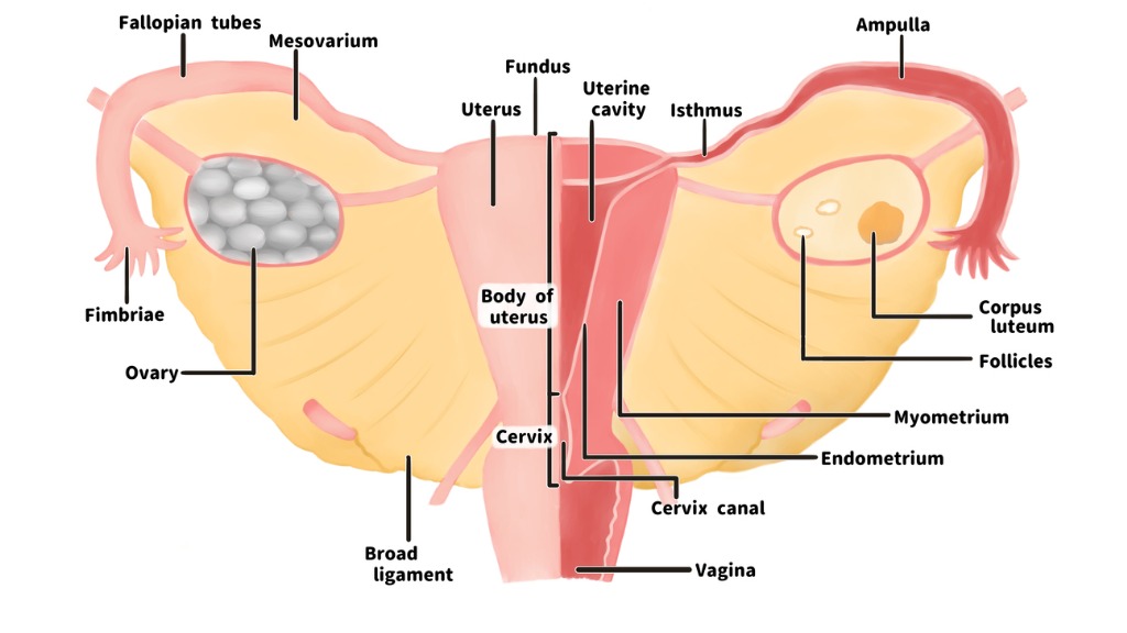 Do you know? Vagina can make holes in her panties, Ratchasima Hospital