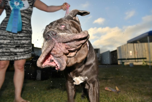 Voici Le Chien Le Plus Laid Au Monde Loop News