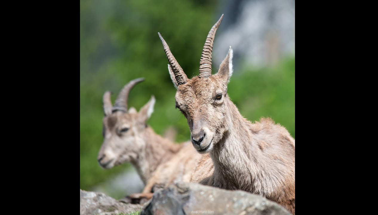 VIDEO: 2 arrested after being caught with slaughtered goats | Loop Jamaica