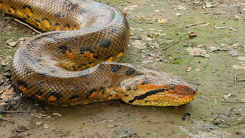 Conservation Group Please Don T Kill Protected Snakes Loop News