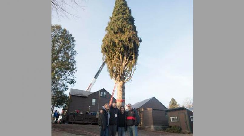 See York Christmas tree cut, moved and set on Continental Square