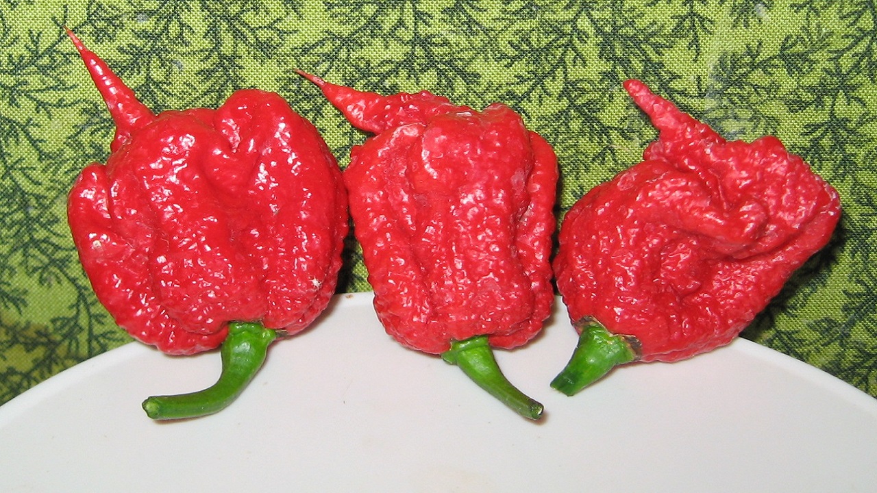 (image: carolina reaper peppers courtesy of wikicommons and dale