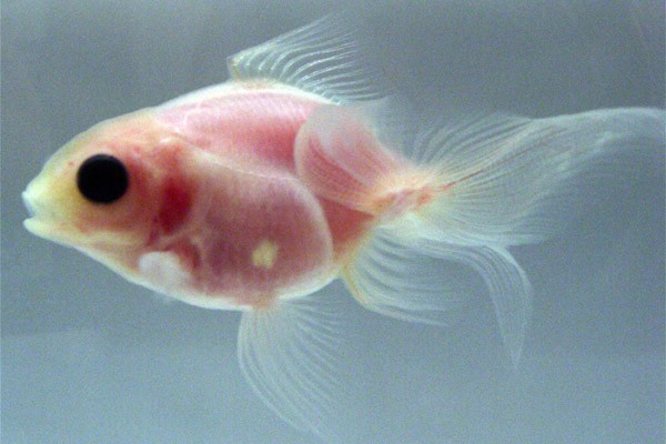 Poisson rouge qui remonte a la surface