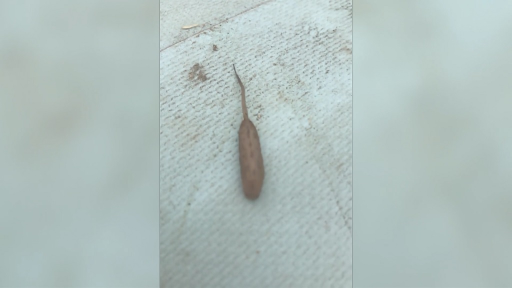 Watch: Australian backpacker finds mysterious worm-like creature