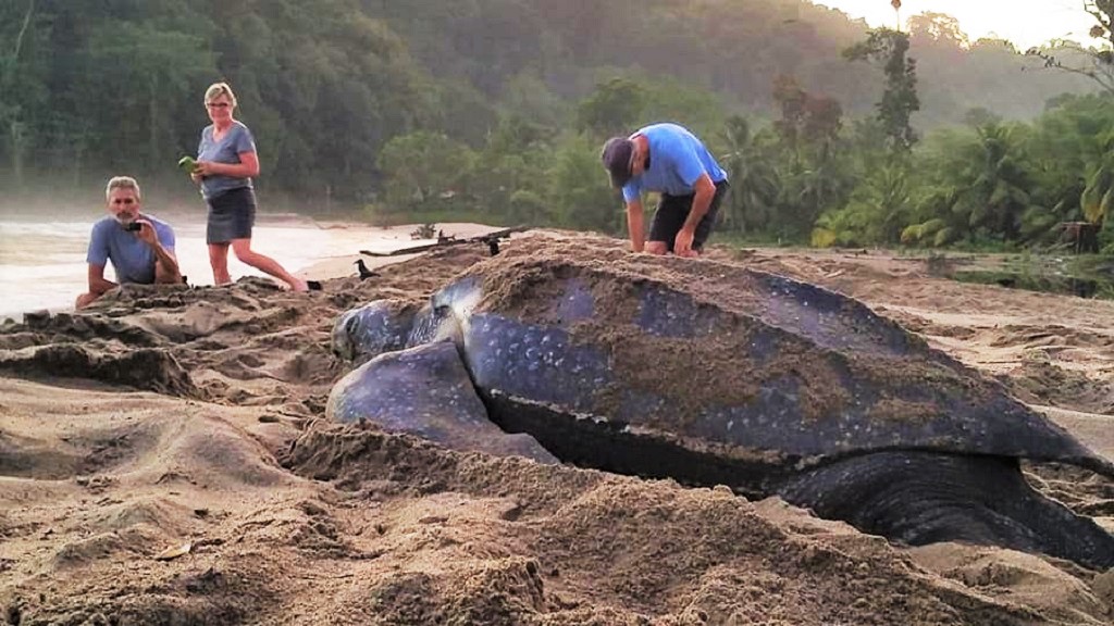 Leatherback turtle nesting photos go viral online | Loop News