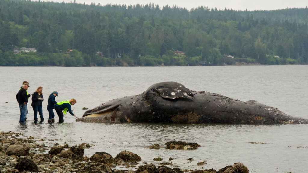 How to Get Rid of a Dead, Rotting Whale on Your Beach (Hint: Don't Blow It  Up)