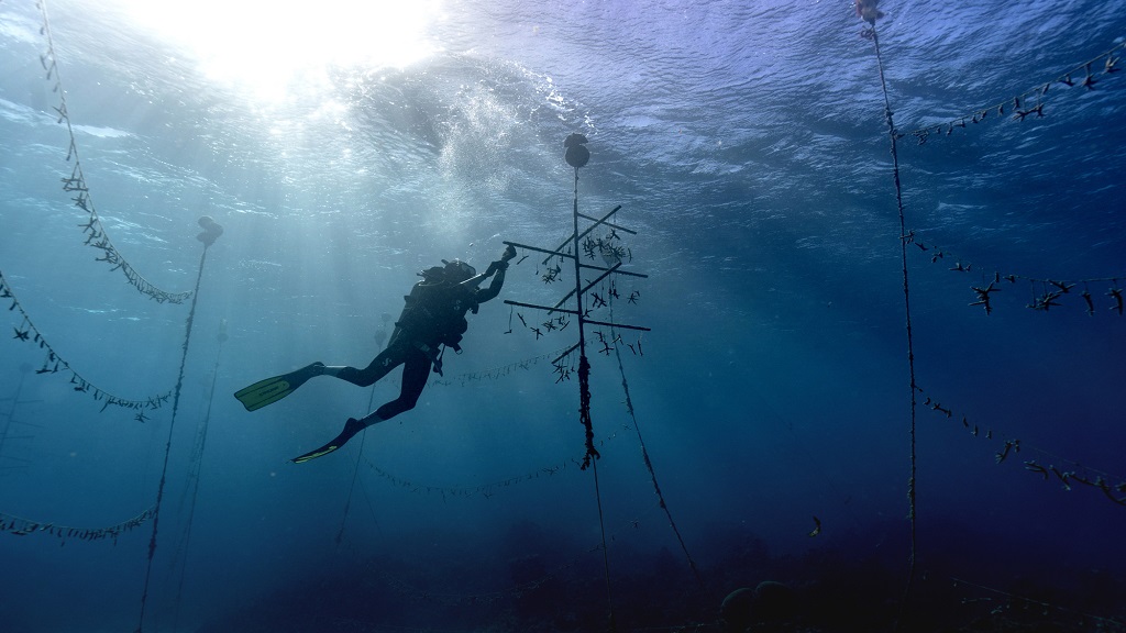 Diver Lenford DaCosta cleans up lines of staghorn coral at an underwater coral nursery inside the Oracabessa Fish Sanctuary, Tuesday, Feb. 12, 2019, in Oracabessa, Jamaica.(AP Photo/David J. Phillip)