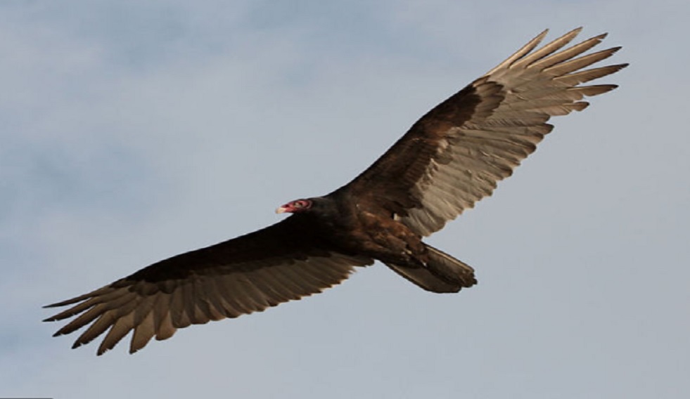 Watch Close Up But Pleasant Experience With John Crows On Goat Island Loop News