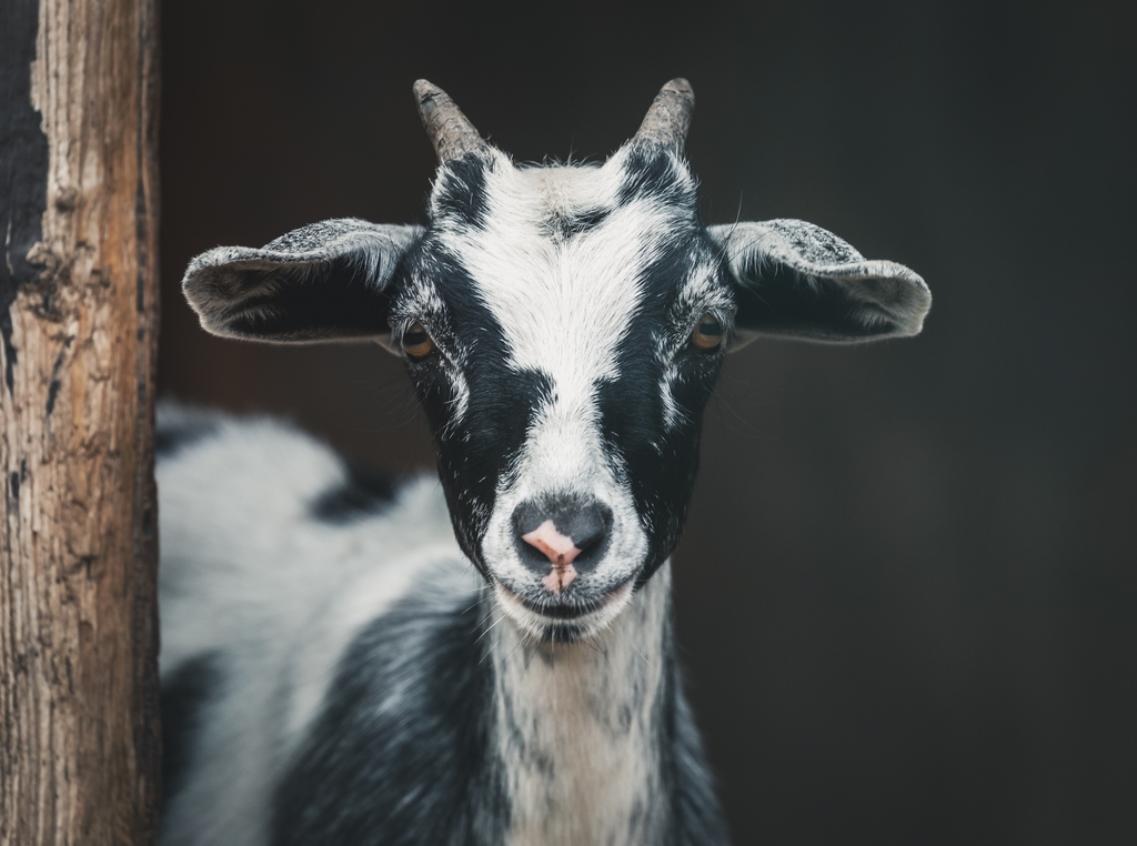 Two Suspected Goat Thieves Killed In Dramatic Incident In Rural St Ann Loop Jamaica