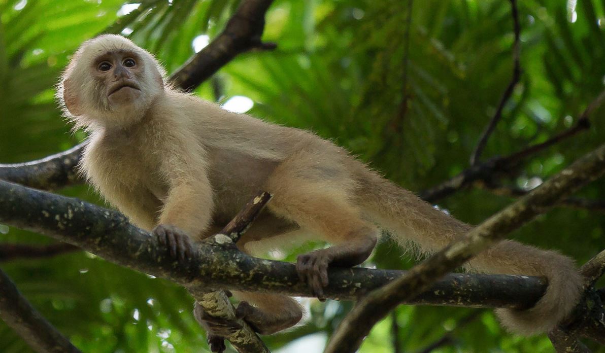 Monkeys For Sale Conservationist Warns Would Be Buyers Loop News