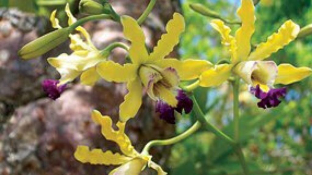 The wild banana orchid