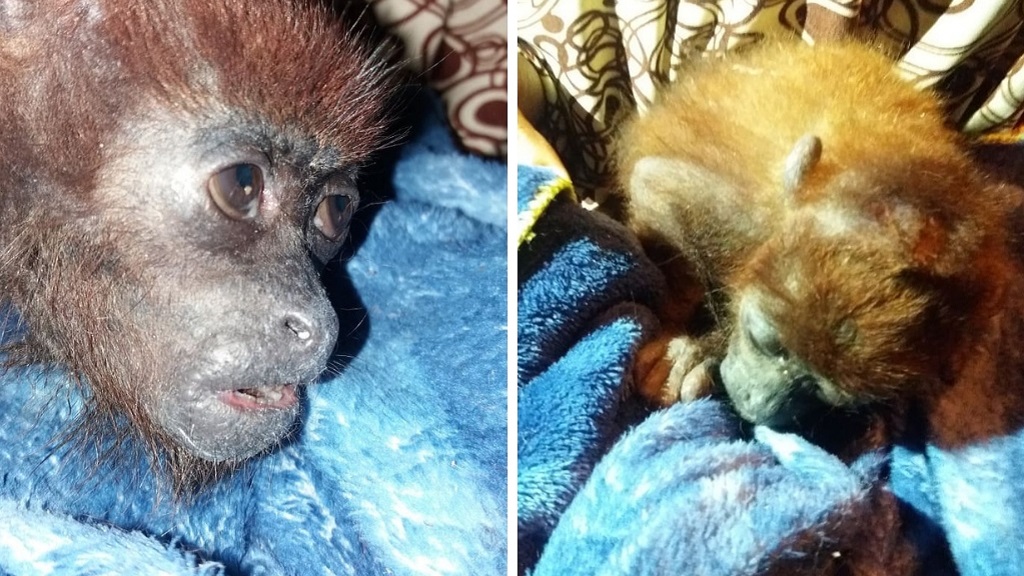Baby Howler monkey dies after being dumped by the roadside | Loop Trinidad  & Tobago