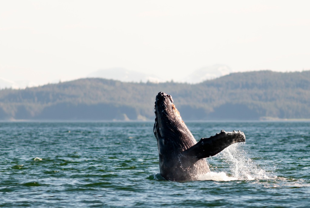 are there whales in the caribbean