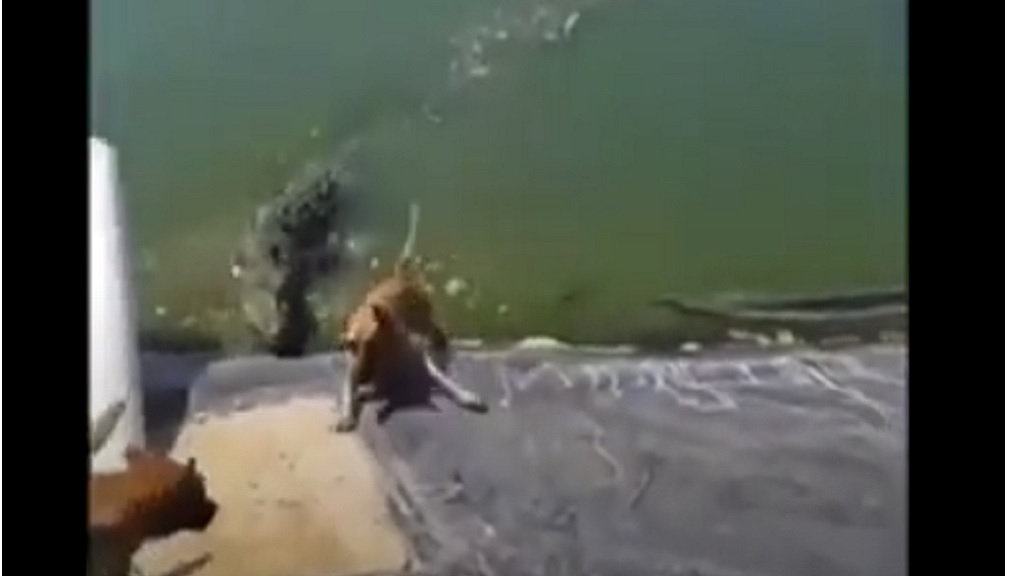 VIDEO: Activists slam horrific dog-baiting of crocodiles in Portmore | Loop  Jamaica