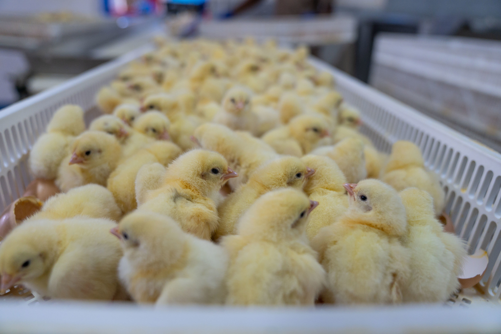 Increased levels of activity in the sector by the thousands of small chicken farmers, will allow them to regain their livelihoods, says Colonel Jaimie Ogilvie, Vice President of JBG’s Hi-Pro Division.