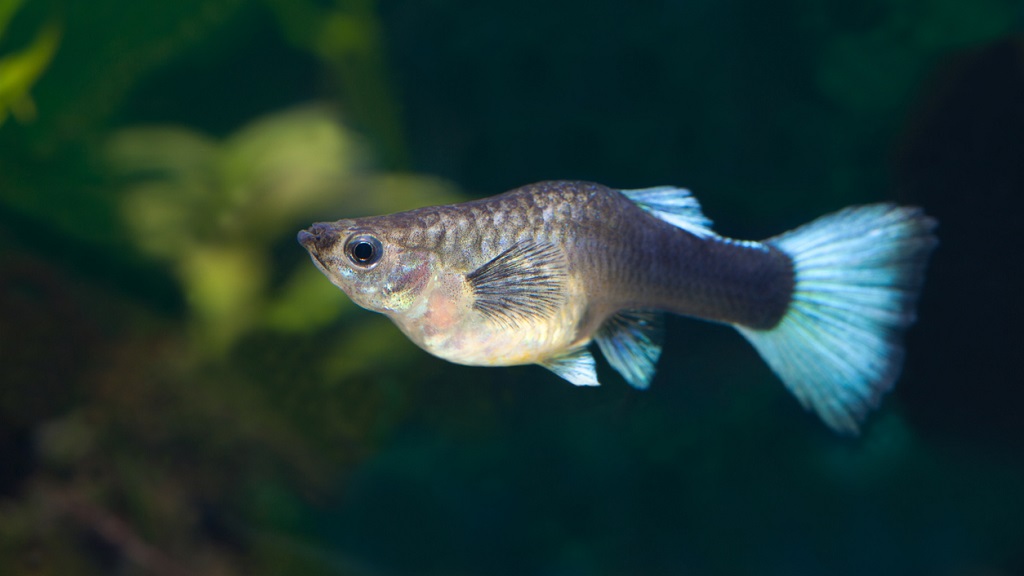 Photo: Guppy fish (Poecilia reticulata) via iStock.