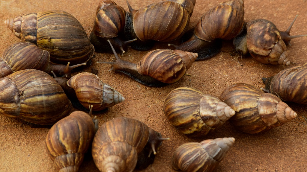 Trying to get rid of Giant African Snails? Don&#39;t crush them | Loop Trinidad  &amp; Tobago