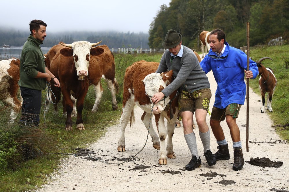 Bavarian Farming Babes : German Farm Girls Calendar