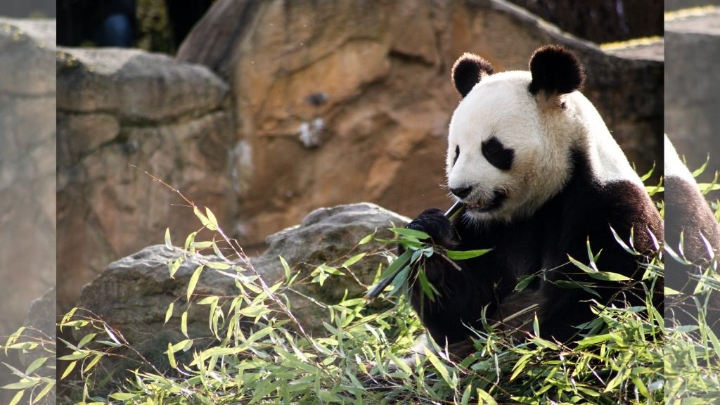 Genetic tests reveal new baby panda is a boy! | Loop Jamaica