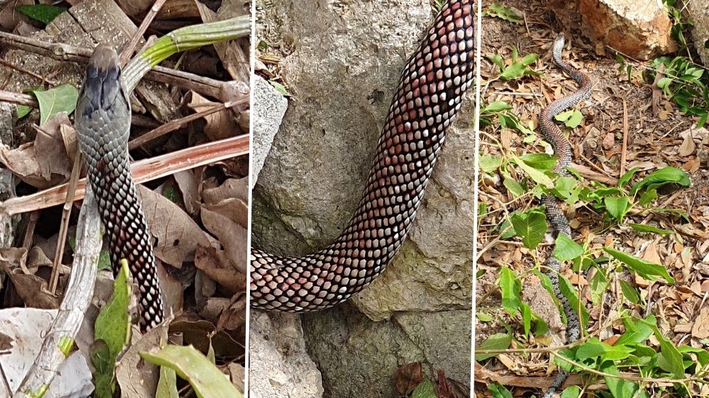 Cayman Woman Encounters 6 Foot Snake While Out Gardening Loop Cayman Islands