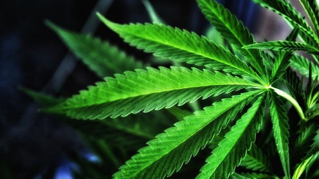Company granted provisional cannabis license in Antigua and Barbuda | Loop  Caribbean News