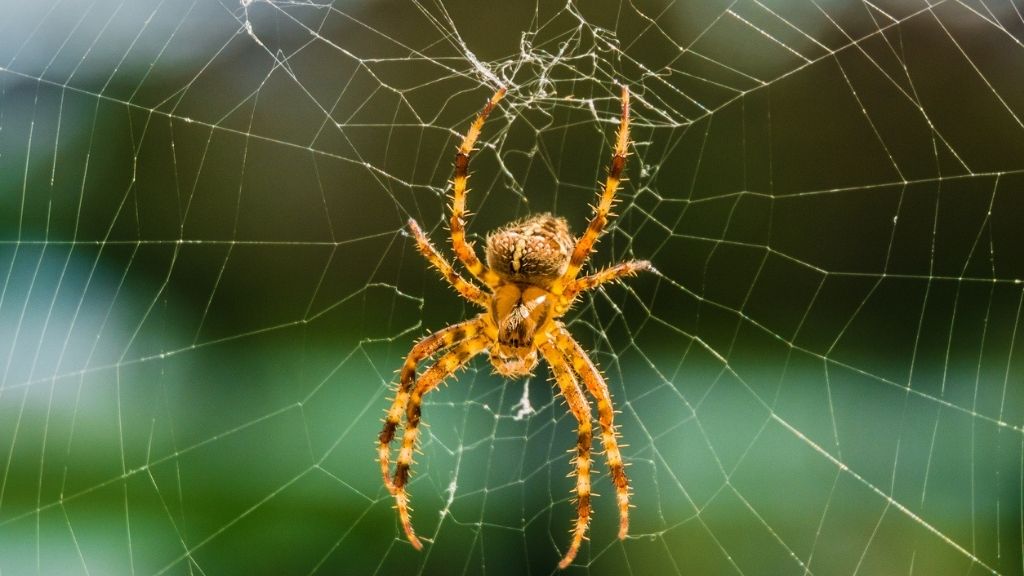 Recluse Spiders at University of Michigan Cause Brief Library Closure - The  New York Times