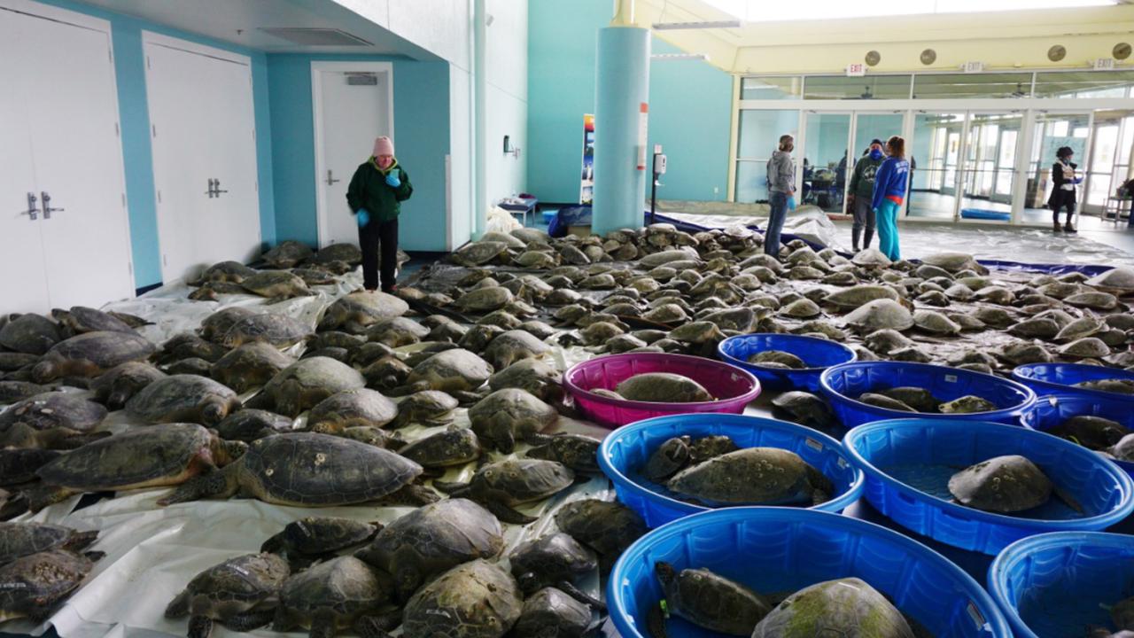 Thousands of cold-stunned sea turtles being rescued in Texas | Loop Jamaica