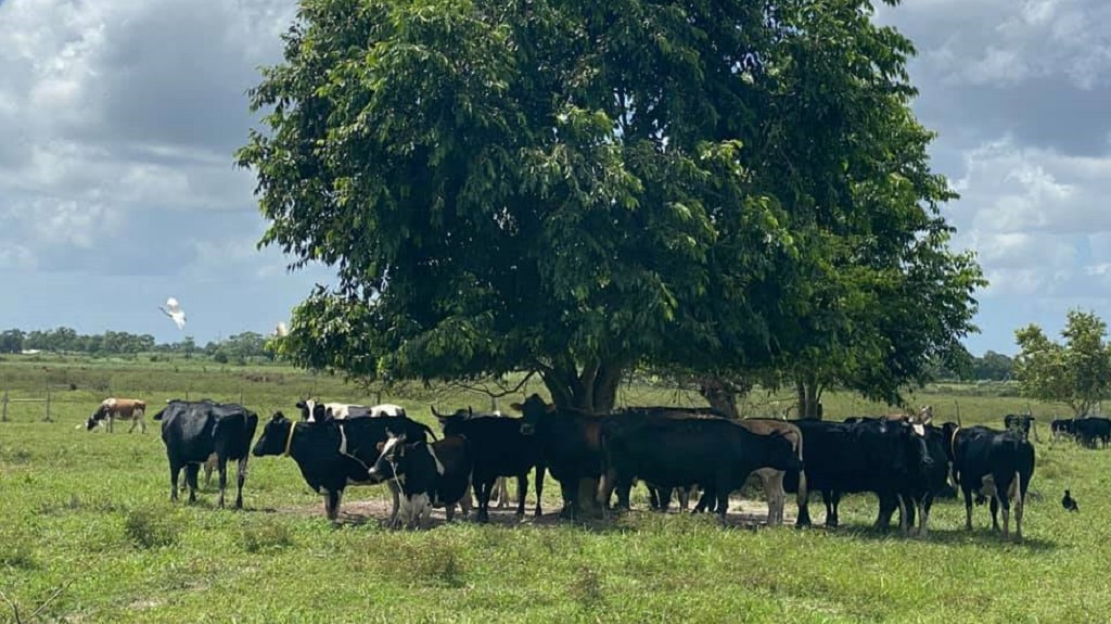 图片:阿里波家畜农场的奶牛。图片由农业、土地和渔业部长Clarence Rambharat提供。