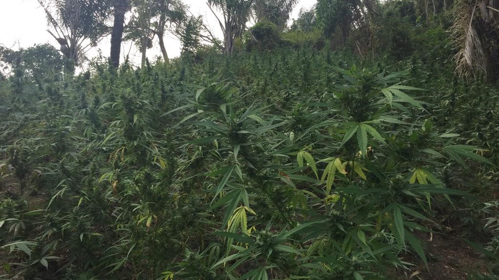 Part of a marijuana field found in Santa Cruz.