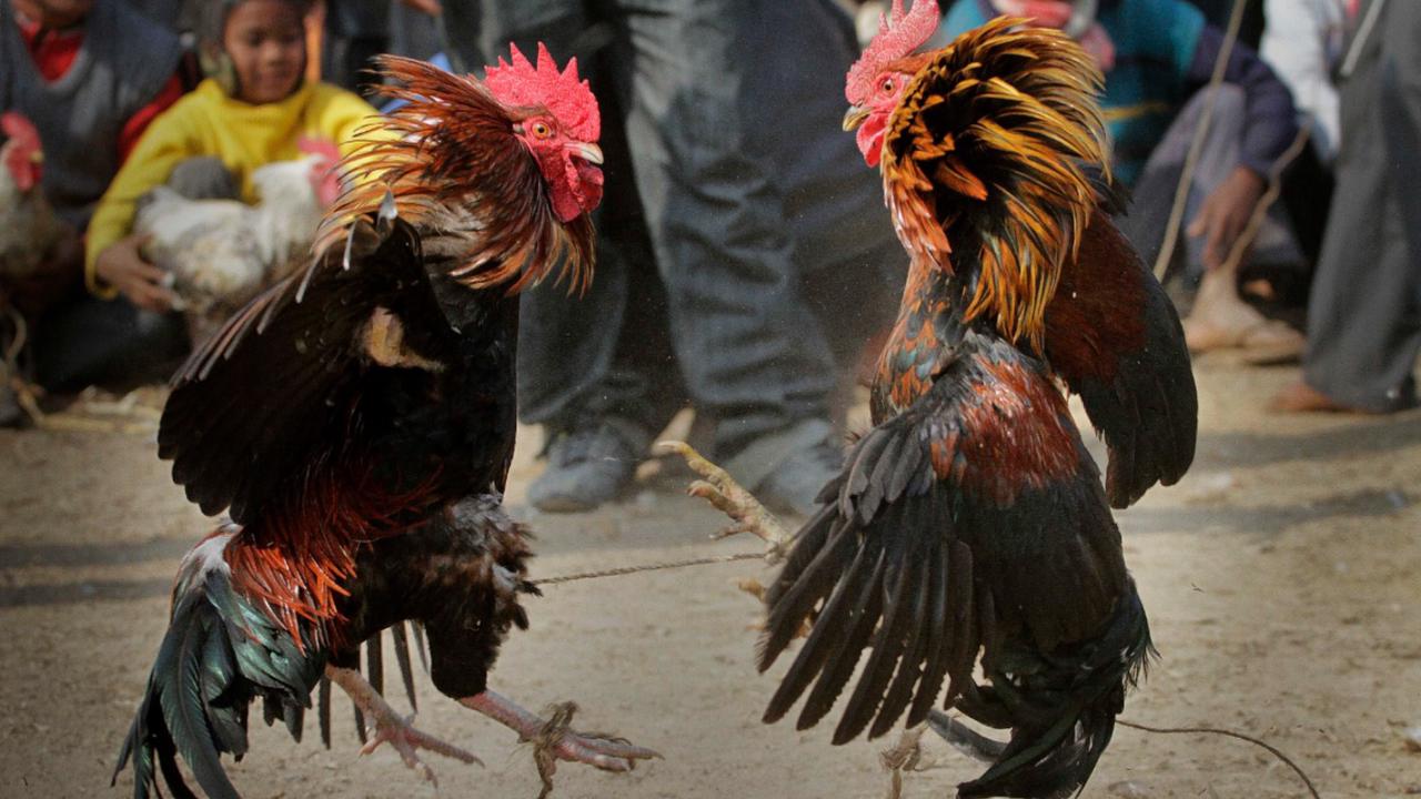 Accident at cockfight in India leaves man dead, stabbed by his rooster |  Loop Barbados