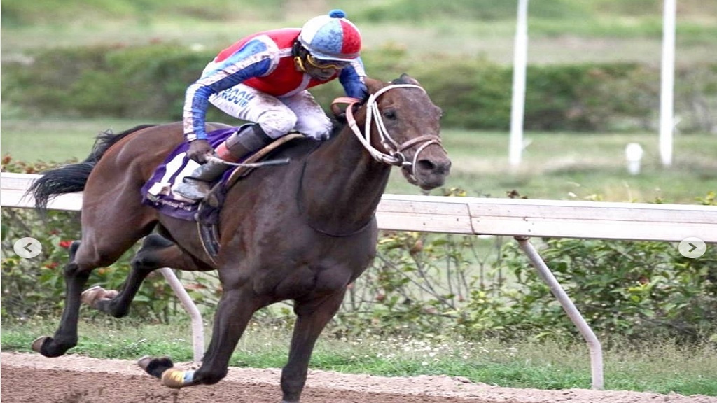 Calculus (Shane Ellis) is clear of rivals approaching the finish of the Jamaica St Leger at Caymanas Park on Saturday, July 3, 2021. (PHOTO: caymanasracing).