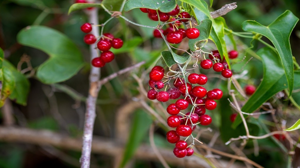 Botanical roots: Why you should consume sarsaparilla