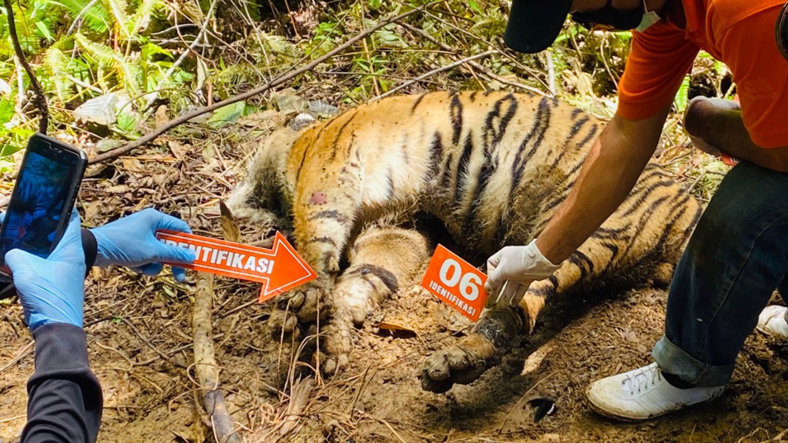 3 Endangered Sumatran Tigers Found Dead In Indonesia Loop Caribbean News