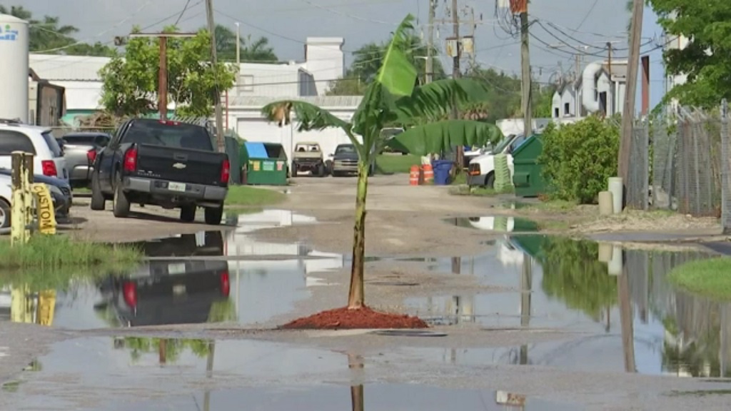 Florida man fed up with potholes plants banana tree in road Loop