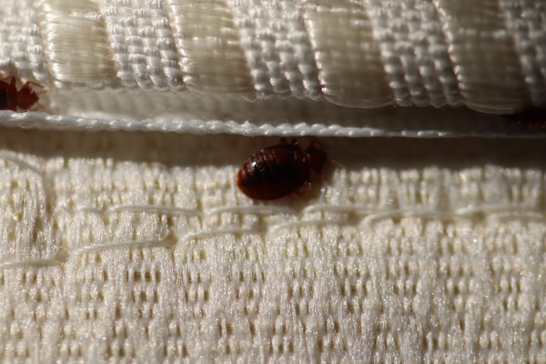 Tuer les punaises de lit avec la terre de diatomée : ce qu'il faut savoir