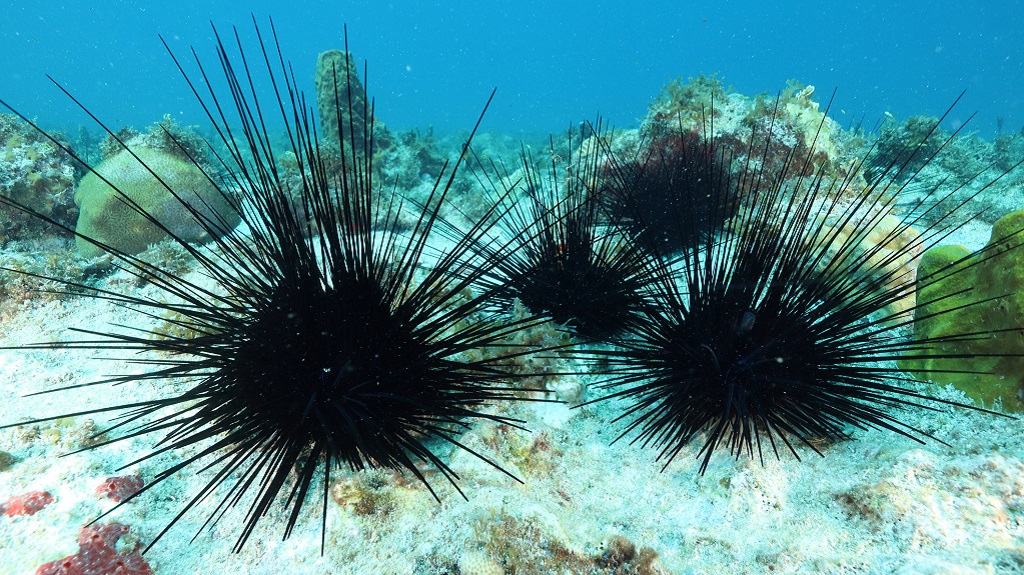 Sea urchin (Photo: iStock)