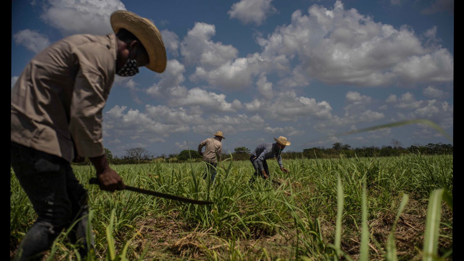 cuba sugar cane