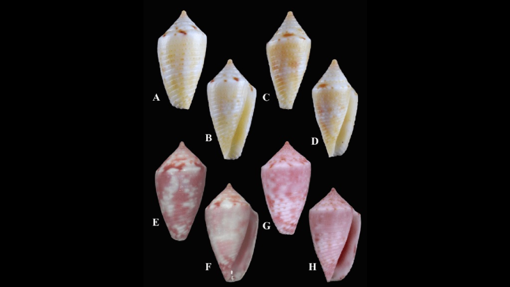 Endemic Jaspidiconus species from Aruba. A - D: the new species Jaspidiconus hendrikae, E -H: Jaspidiconus vantwoudti (Source: Petuch and Berschauer)

