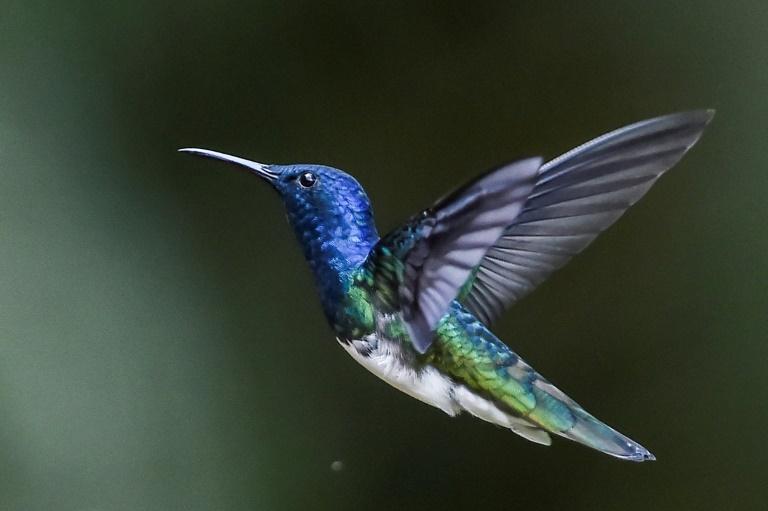 Un colibri que l'on croyait disparu a été redécouvert en Colombie