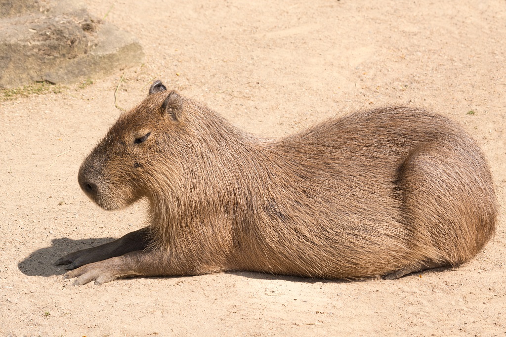 Capybara (Photo: iStock)