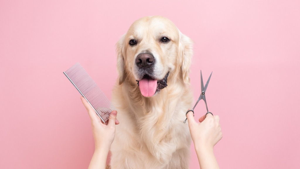 Dog Groomer Pet Groomer St Croix US Virgin Islands