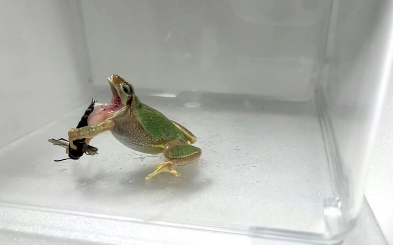 In this July 2022 photo released by Kobe University, Japan, a male wasp uses his penis to sting a frog that is trying to eat it afp.com - Shinji SUGIURA