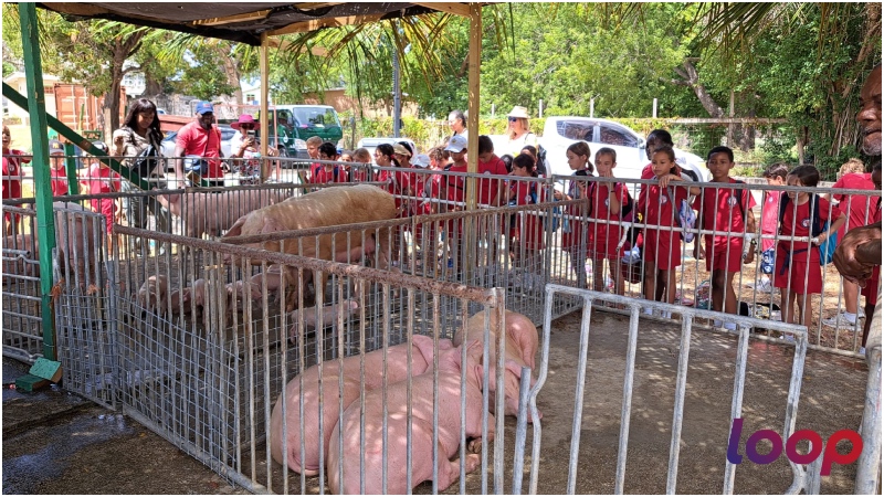 Students from Providence School stop by the pig stall during their tour of Agrofest 2023 at Queen's Park. 