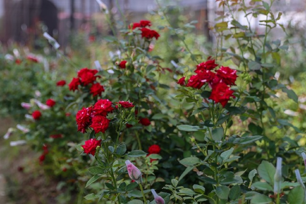 Some of the roses at NAREI in Guyana. 