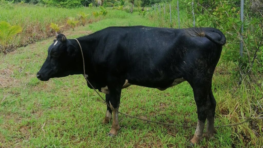 File photo of a stray cow.