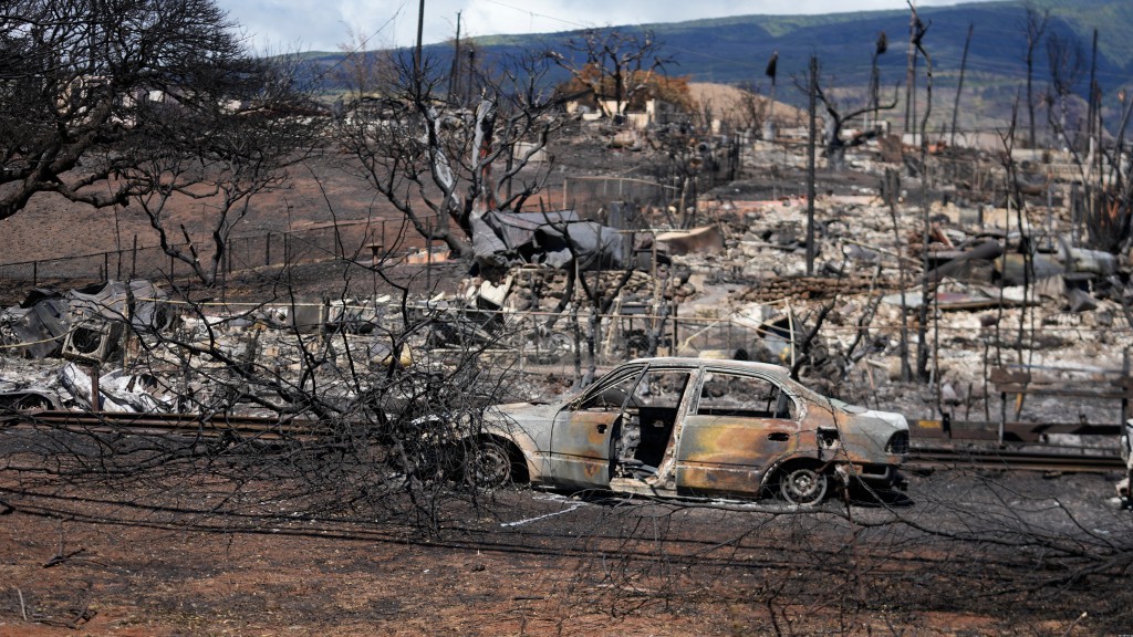 Cat Who Missing During Maui Fires Found Safe Near Destroyed Home