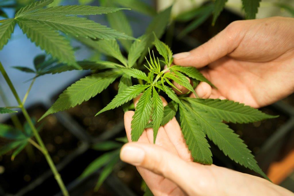 Landmark Court Decision: Marijuana Grower Evades Felony Charges Due to