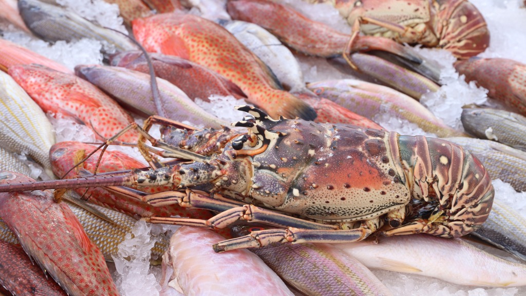 Changes to Recreational Spiny Lobster Fishing Regulations for the 2023-2024  Season – Marine Management News