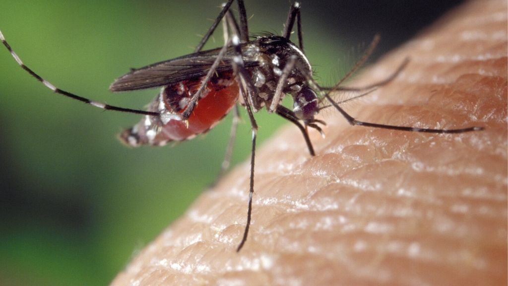 Dominican Republic launches comprehensive plan to combat dengue