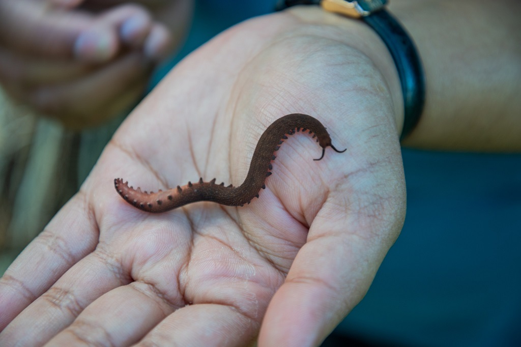 Velvet worm found in St Vincent and the Grenadines. (Photo credit: Ministry of Agriculture)